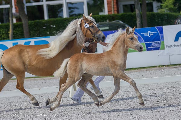 Solana gewinnt Landeselitefohlenchampionat 2014